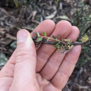 Brachyloma daphnoides at Campbell, ACT - 24 Jul 2022