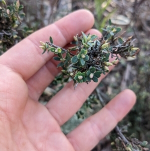 Brachyloma daphnoides at Campbell, ACT - 24 Jul 2022