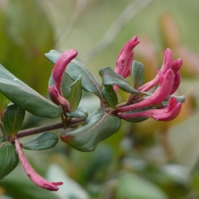 Lonicera japonica (Japanese Honeysuckle) at Jerrabomberra, NSW - 26 Jul 2022 by Steve_Bok