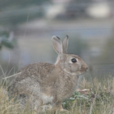 Oryctolagus cuniculus (European Rabbit) at Queanbeyan West, NSW - 25 Jul 2022 by Steve_Bok