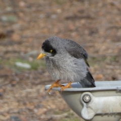 Manorina melanocephala (Noisy Miner) at Bicentennial Park - 25 Jul 2022 by Steve_Bok