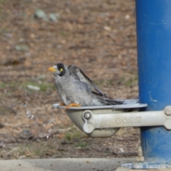 Manorina melanocephala at Queanbeyan West, NSW - 25 Jul 2022 04:23 PM