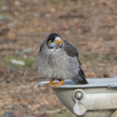 Manorina melanocephala at Queanbeyan West, NSW - 25 Jul 2022