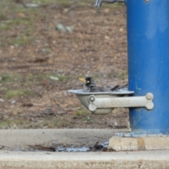 Manorina melanocephala at Queanbeyan West, NSW - 25 Jul 2022