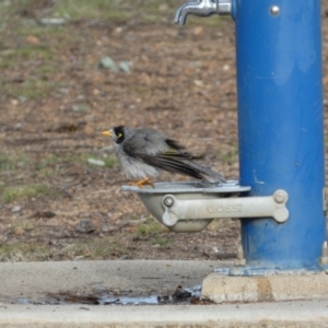 Manorina melanocephala at Queanbeyan West, NSW - 25 Jul 2022 04:23 PM