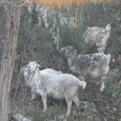 Capra hircus at Carwoola, NSW - 25 Jul 2022