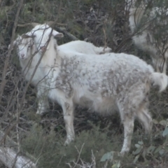 Capra hircus at Carwoola, NSW - 25 Jul 2022