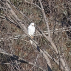 Tachyspiza novaehollandiae (Grey Goshawk) at Fyshwick, ACT - 22 Jul 2022 by rawshorty