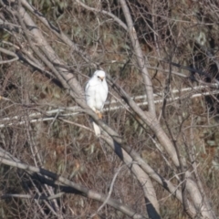 Accipiter novaehollandiae (Grey Goshawk) at Fyshwick, ACT - 21 Jul 2022 by rawshorty