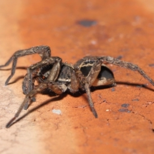 Venatrix speciosa at Evatt, ACT - 21 Jul 2022 10:44 AM