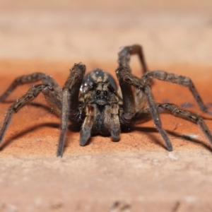 Venatrix speciosa at Evatt, ACT - 21 Jul 2022 10:44 AM