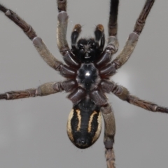 Venatrix speciosa at Evatt, ACT - 21 Jul 2022