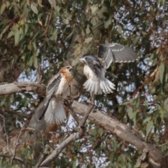 Elanus axillaris (Black-shouldered Kite) at Symonston, ACT - 2 Jul 2022 by rawshorty