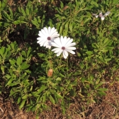 Dimorphotheca ecklonis (South African Daisy) at Molonglo, ACT - 22 Mar 2022 by MichaelBedingfield