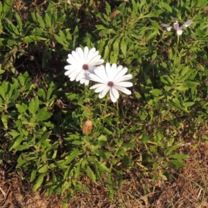 Dimorphotheca ecklonis at Molonglo, ACT - 22 Mar 2022