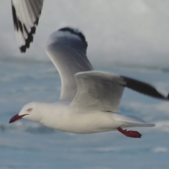 Chroicocephalus novaehollandiae (Silver Gull) at Merimbula, NSW - 18 Jul 2020 by MichaelBedingfield