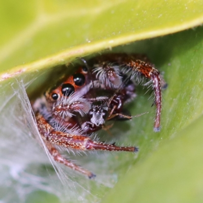 Opisthoncus nigrofemoratus (Black-thighed jumper) at Murrumbateman, NSW - 7 Jul 2022 by amiessmacro