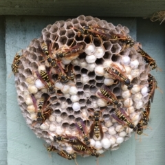 Polistes (Polistes) chinensis (Asian paper wasp) at Fyshwick, ACT - 6 Feb 2018 by PeterA