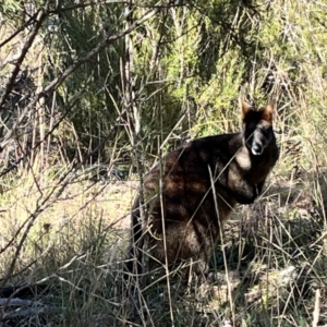 Wallabia bicolor at Coree, ACT - 27 Jul 2022