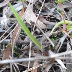 Caladenia actensis (Canberra Spider Orchid) at Watson, ACT - 25 Jul 2022 by gregbaines