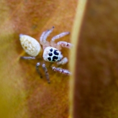 Opisthoncus nigrofemoratus at Murrumbateman, NSW - 13 May 2022 01:41 PM