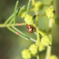 Peltoschema delicatulum at Red Hill, ACT - 27 Jul 2022