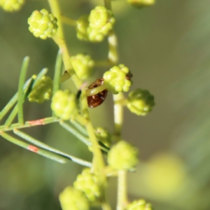 Peltoschema delicatulum at Red Hill, ACT - 27 Jul 2022