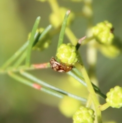 Peltoschema delicatulum at Red Hill, ACT - 27 Jul 2022