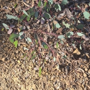 Eucalyptus blakelyi at Jerrabomberra, NSW - 24 May 2022