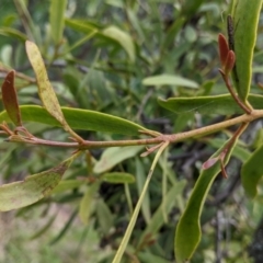 Muellerina eucalyptoides (Creeping Mistletoe) at Urana, NSW - 25 Jul 2022 by Darcy