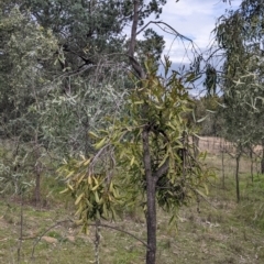 Muellerina eucalyptoides at Urana, NSW - 25 Jul 2022