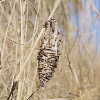 Oiketicus sp. (genus) (A case moth) at Theodore, ACT - 27 Jul 2022 by owenh