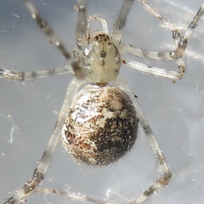 Cryptachaea gigantipes (White porch spider) at Narrabundah, ACT - 30 Jun 2022 by RobParnell