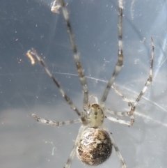 Cryptachaea gigantipes at Narrabundah, ACT - 30 Jun 2022