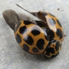 Harmonia conformis (Common Spotted Ladybird) at Narrabundah, ACT - 3 Jul 2022 by RobParnell