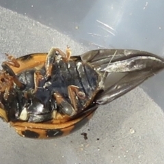 Harmonia conformis at Narrabundah, ACT - 3 Jul 2022