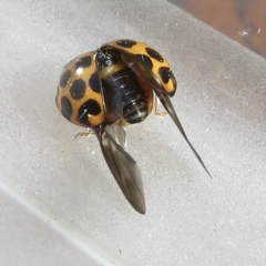 Harmonia conformis at Narrabundah, ACT - 3 Jul 2022