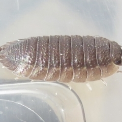 Porcellio scaber (Common slater) at Narrabundah, ACT - 7 Jul 2022 by RobParnell