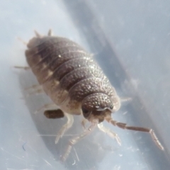 Porcellio scaber at Narrabundah, ACT - 7 Jul 2022