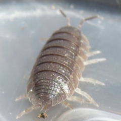 Porcellio scaber at Narrabundah, ACT - 7 Jul 2022