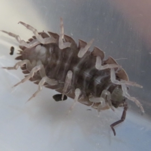 Porcellio scaber at Narrabundah, ACT - 7 Jul 2022