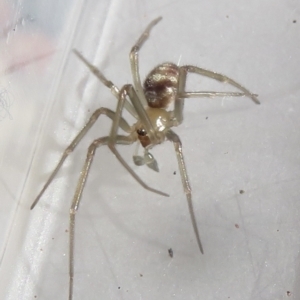 Cryptachaea gigantipes at Narrabundah, ACT - 7 Jul 2022 11:24 AM