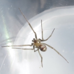 Cryptachaea gigantipes at Narrabundah, ACT - 7 Jul 2022