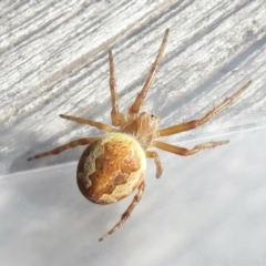 Araneus hamiltoni (Hamilton's Orb Weaver) at Narrabundah, ACT - 14 Jul 2022 by RobParnell