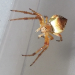 Araneus hamiltoni at Narrabundah, ACT - 14 Jul 2022