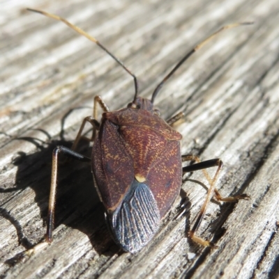 Poecilometis strigatus (Gum Tree Shield Bug) at Narrabundah, ACT - 17 Jul 2022 by RobParnell