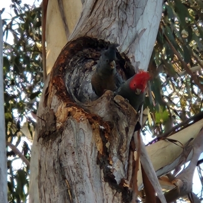 Callocephalon fimbriatum (Gang-gang Cockatoo) at Turner, ACT - 26 Jul 2022 by KShonk