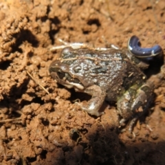 Limnodynastes tasmaniensis (Spotted Grass Frog) at Campbell Park Woodland - 27 Jul 2022 by Christine