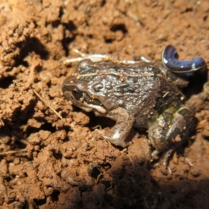 Limnodynastes tasmaniensis at Pialligo, ACT - 27 Jul 2022