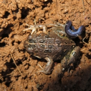 Limnodynastes tasmaniensis at Pialligo, ACT - 27 Jul 2022